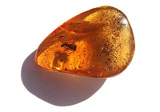 Ant in droplet of amber